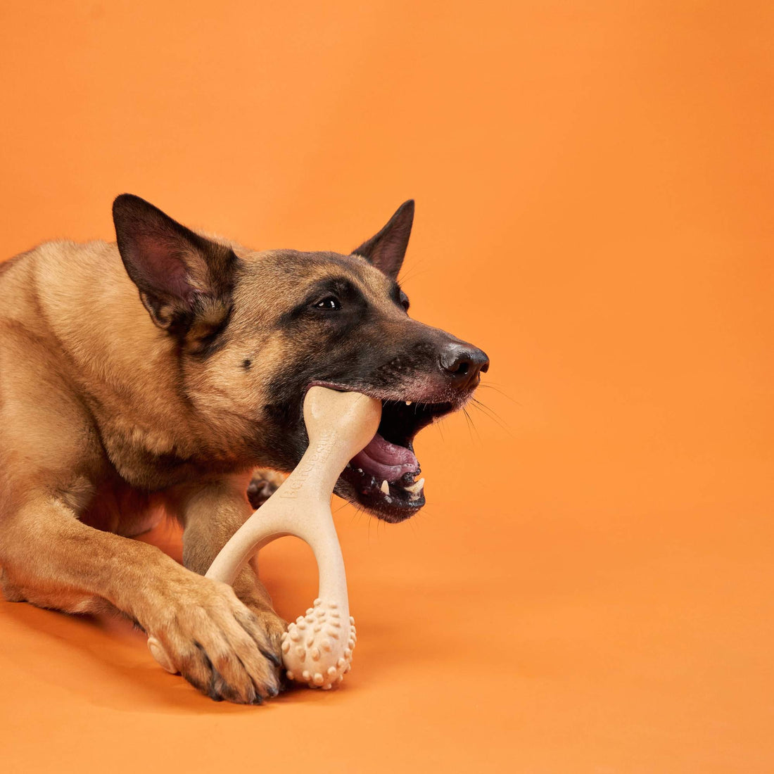 Why Dogs Need to Chew (And Choosing the Right Toy)