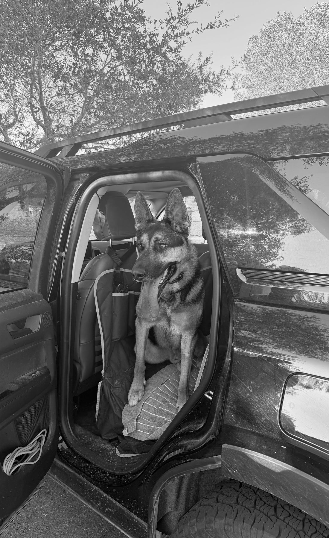 Pup Spotlight: Meet Dexter