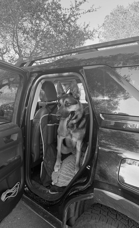 Pup Spotlight: Meet Dexter