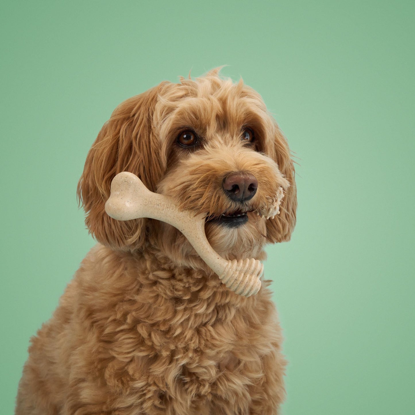 BetterBone Medium Chew Toy